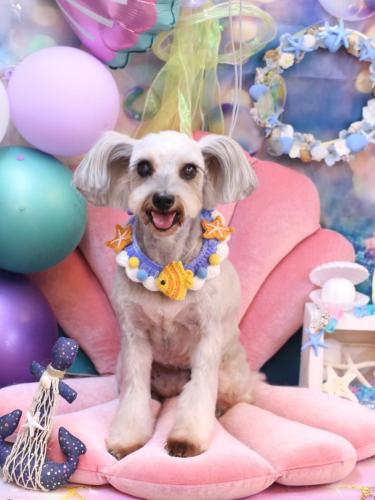 20240812ここちゃん